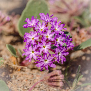 Desert Verbena